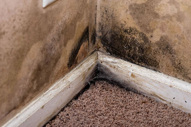 Mould and moisture damage at the base of an internal wall